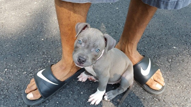 grey cute pit bull feet pics puppy