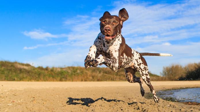 happy pointer dog