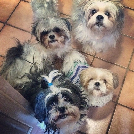 many shih tzus