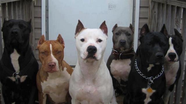 pit bulls door pics