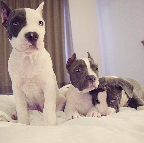 pit-bulls-puppies-photo-beauty.jpg