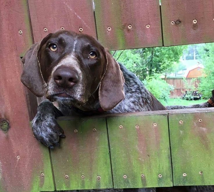 pointer dog face