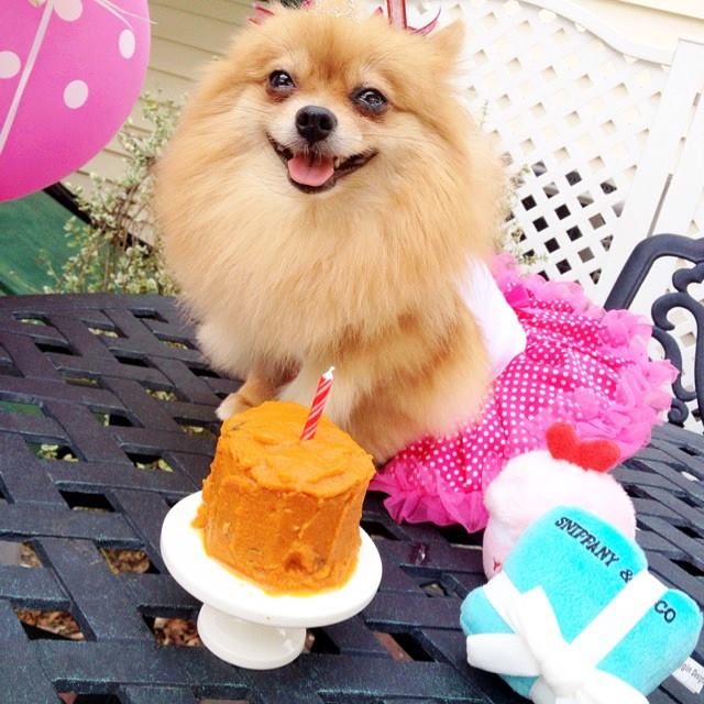 pomeranian-birthday