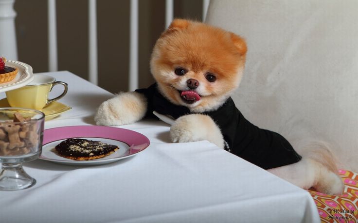 pomeranian-dinner