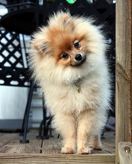 pomeranian-dog-hello