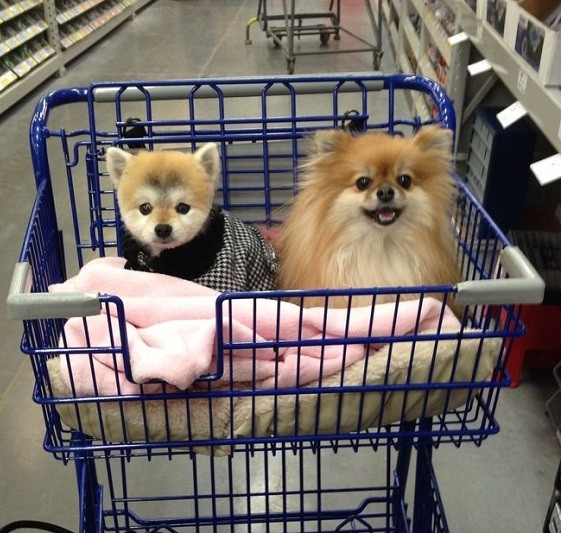 pomeranian dogs shopping