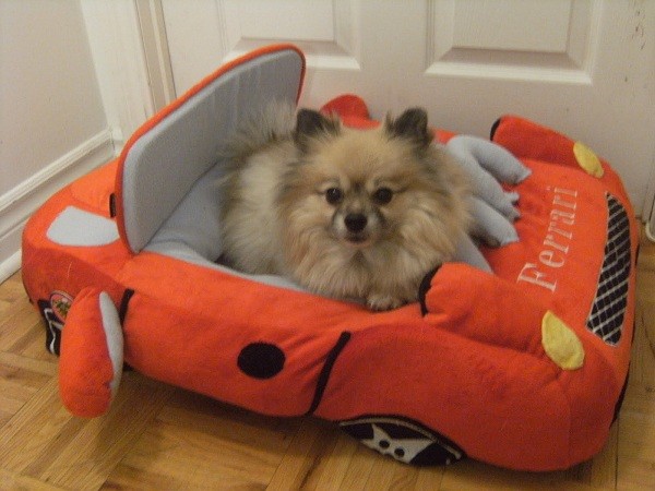 pomeranian in bed