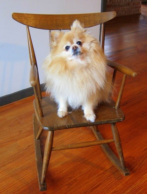 pomeranian-on-chair