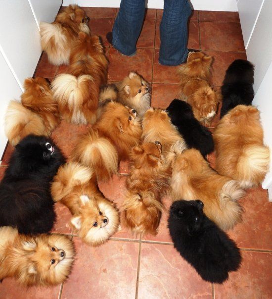 pomeranian-pack