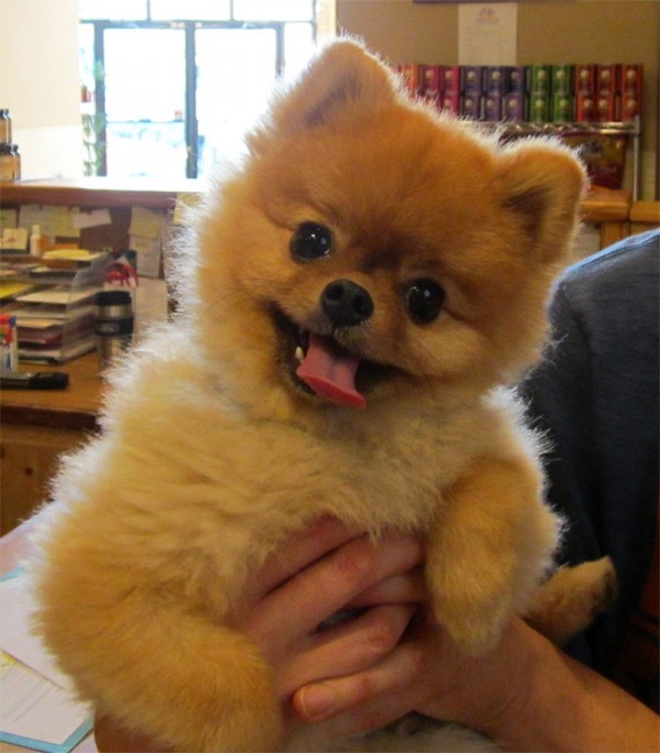 pomeranian-photo