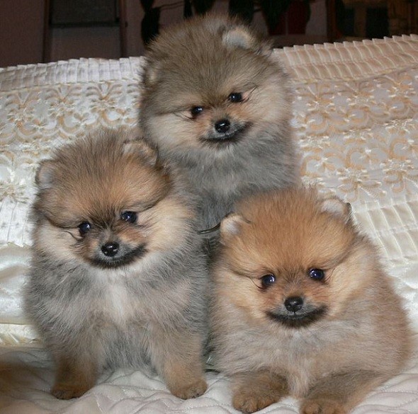 pomeranian-puppies-photo