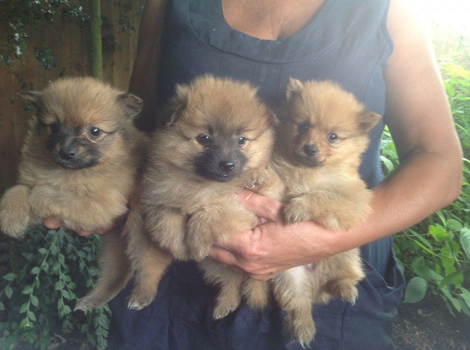 pomeranian-puppies