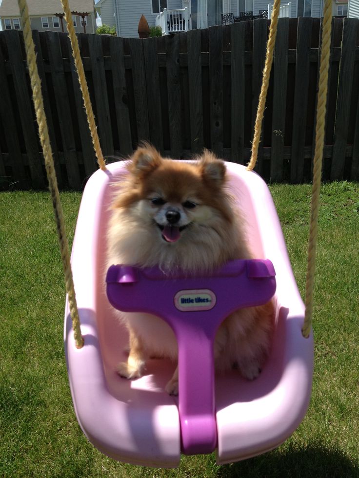 pomeranian-swing