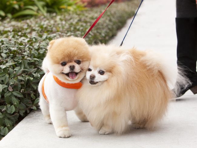 pomeranian-walk