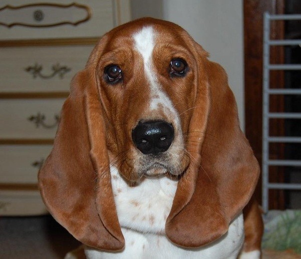 sad basset hound