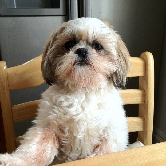 shih tzu at the table
