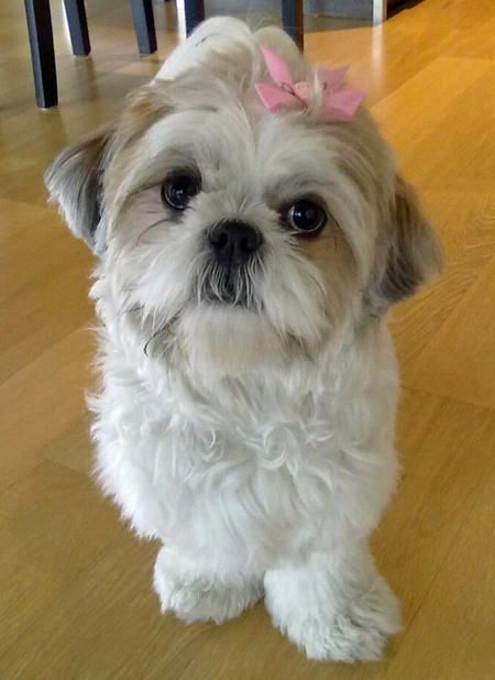 shih tzu dog