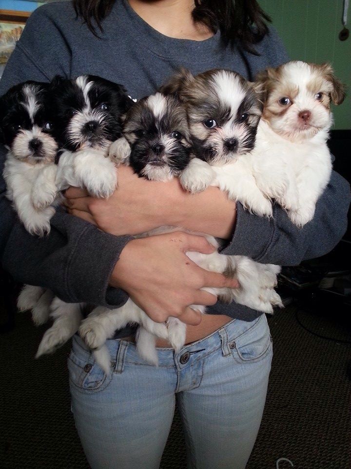 shih tzu puppies