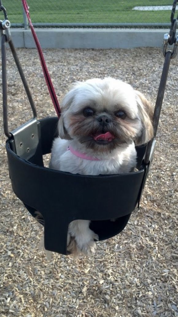 shih tzu swing