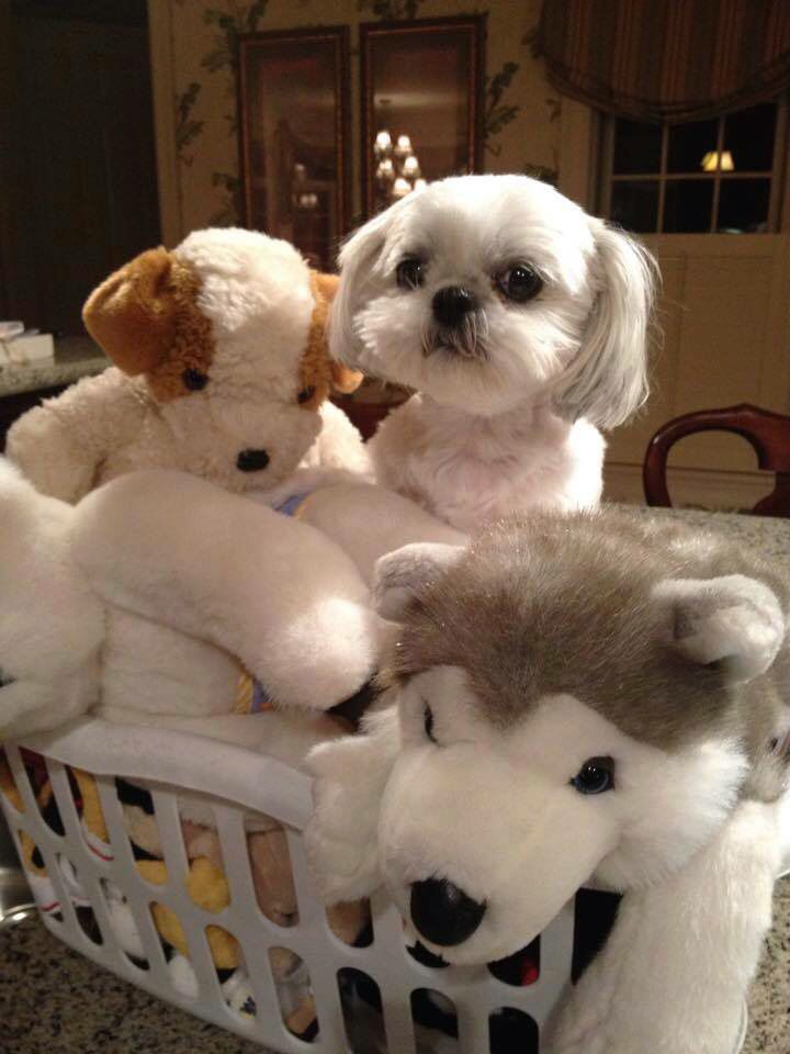 shih tzu toys