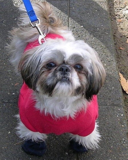 shih tzu walking