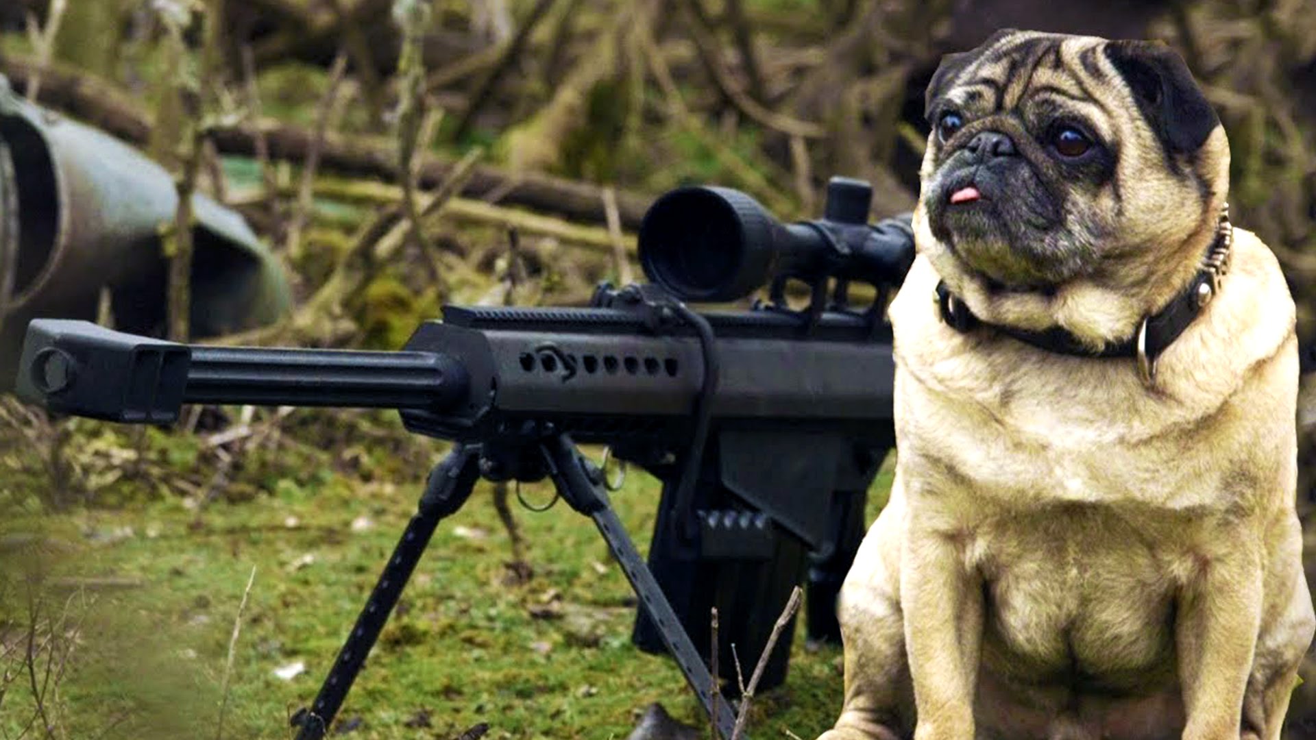 This Sniper Pug Is A Total Maverick. This Video Had Me