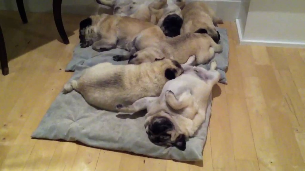 snoring-pile-of-pugs-its-a-hard