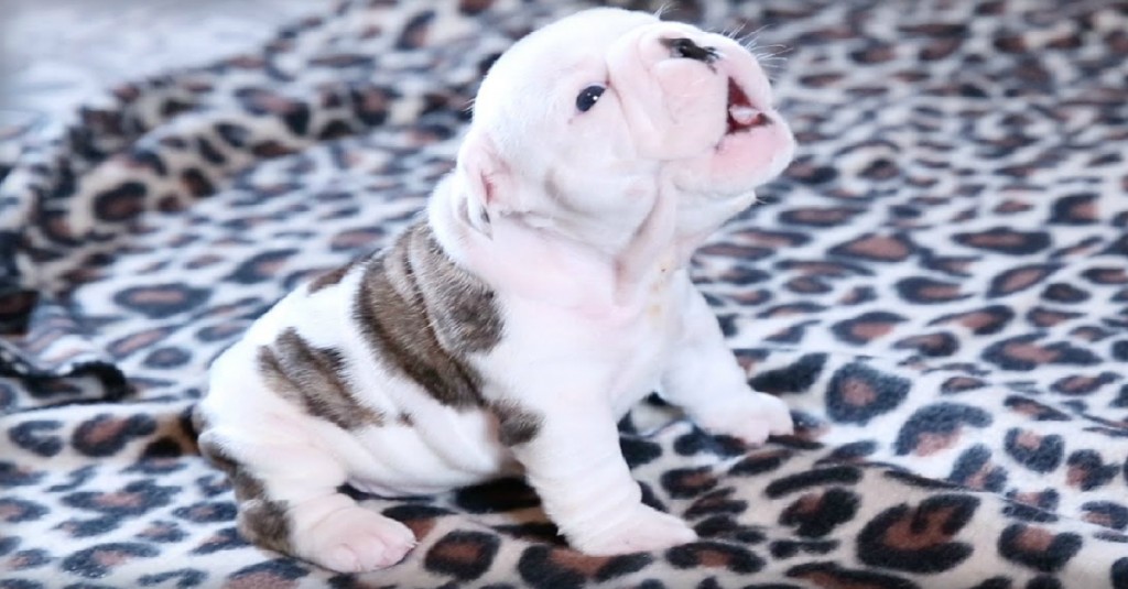 wrinkly-bulldog-puppy-first-howl