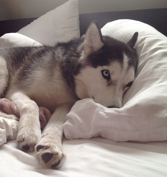 Husky on bed