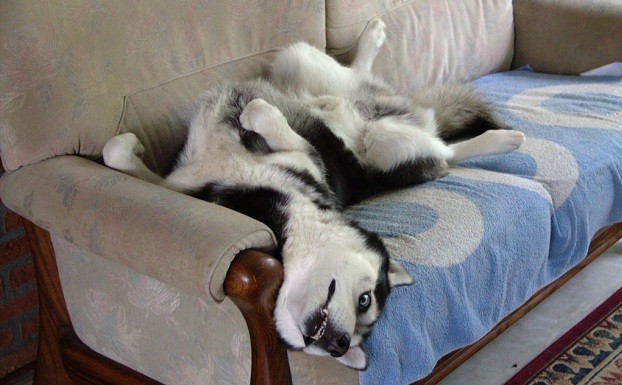 Husky on couch