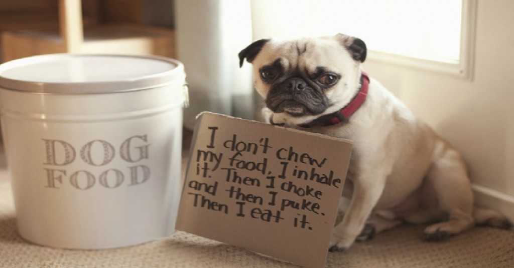 Pug-Shaming