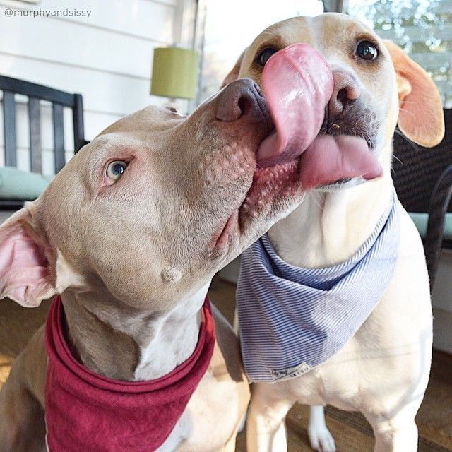 beautiful pit bulls tongues