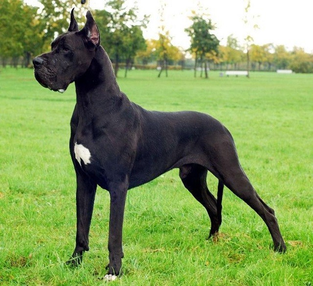 black great dane dog pics