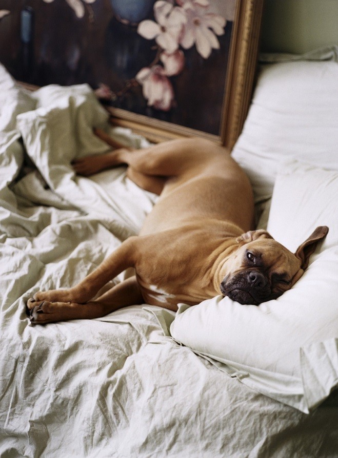 boxer dog bed sleep