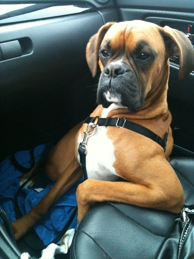 boxer dog car funny photo