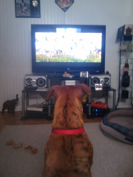 boxer dog watching TV