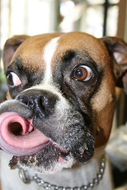 boxer eyes tongue funny
