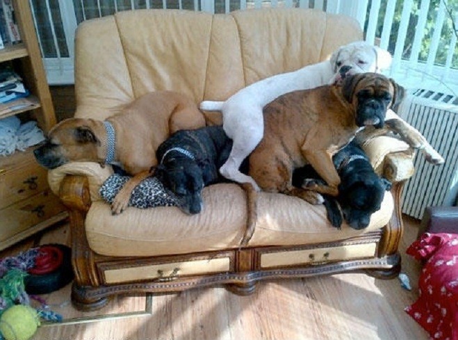 boxers dogs on couch