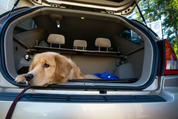 car golden retriever ride