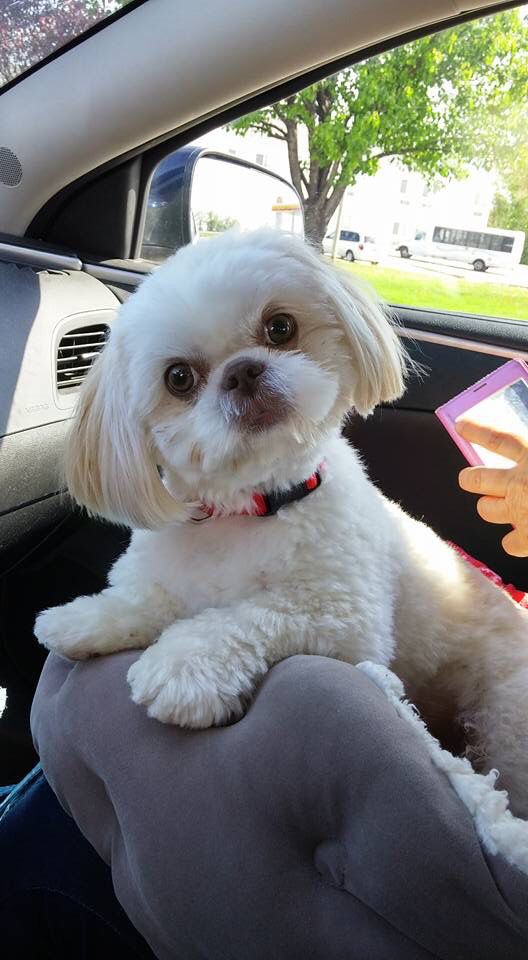 car shih tzu pics ride photo