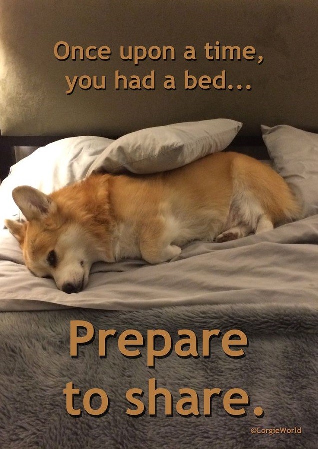 corgi on bed cute pics