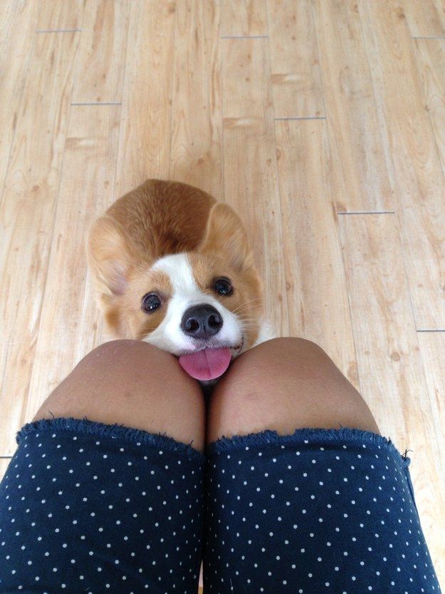 corgi puppy love photo legs