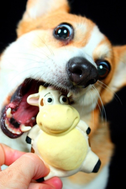 cute corgi play eyes pics