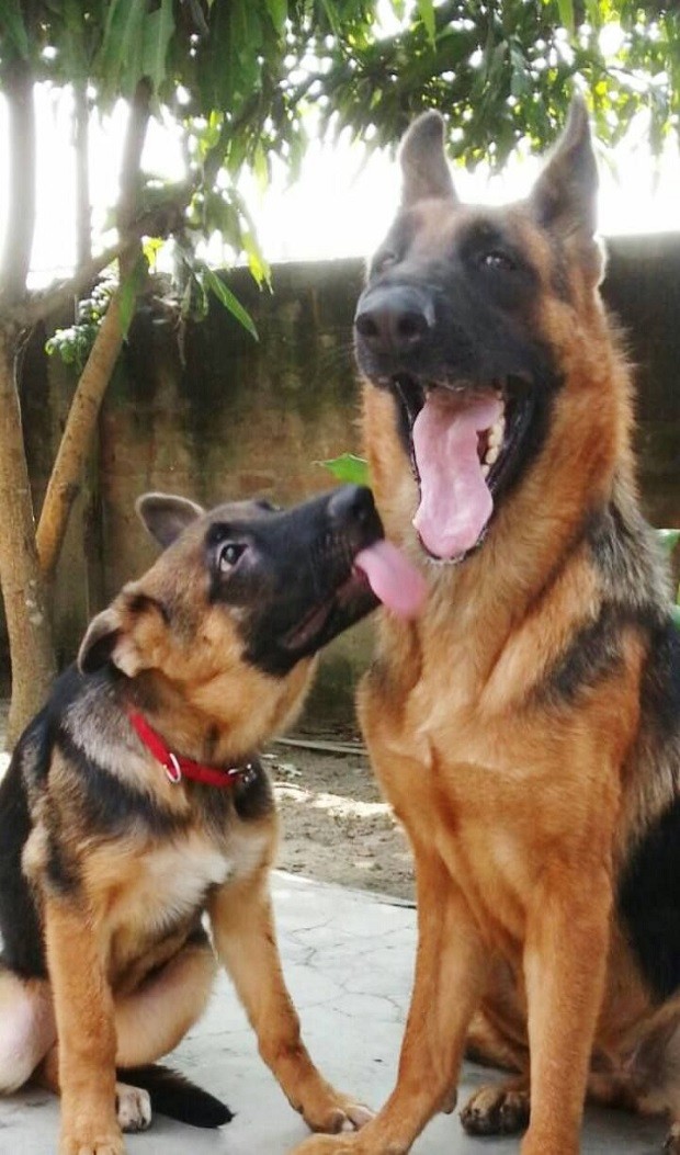 cute german shepherds puppy tongues