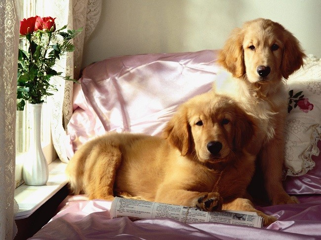 cute golden retrievers bed
