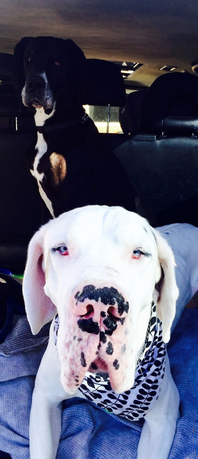 cute great danes in car