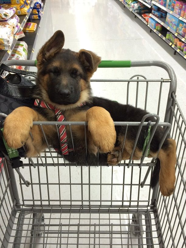 cute gsd puppy shopping paws