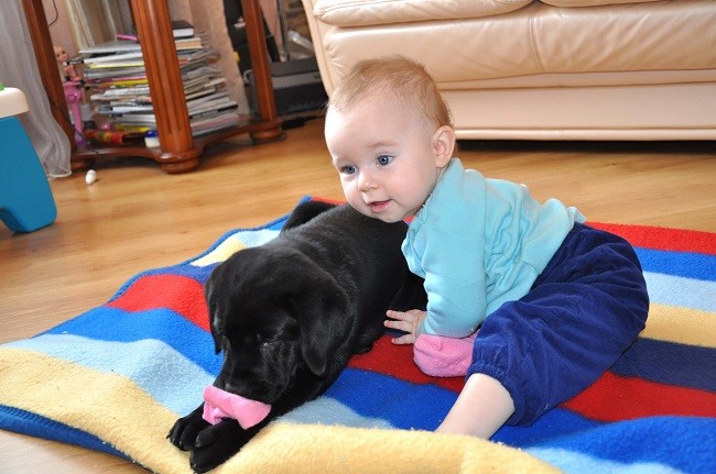 cute kid labrador puppy friends