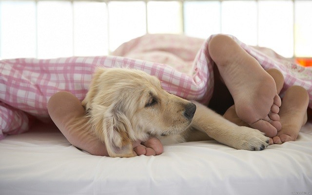 cute labrador sleeping couple