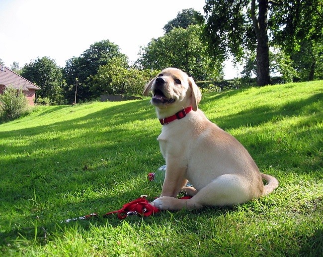 cute playful labrador puppy